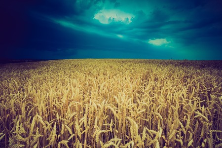 Vintage photo of storm clouds over wheat fieldの写真素材