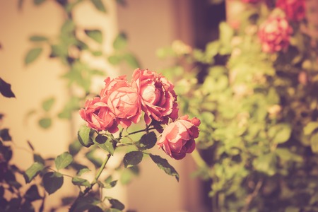 Vintage photo of red roses flowers blooming, close up of red flowers.の写真素材