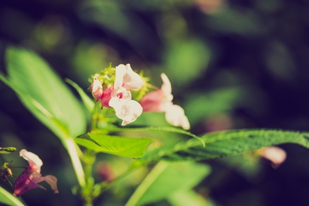 Vintage photo of beautiful wild pink flowers growing in summertime forest.の写真素材