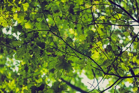 Vintage photo of abstract background of green tree branches in summertime forestの写真素材