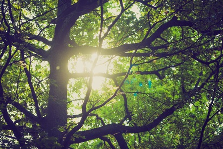 Vintage photo of abstract background of green tree branches in summertime forest. Nature backgroundの写真素材