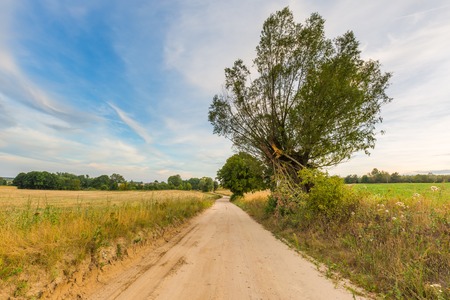 Country rural sandy road near fields. Autumnal landscape taken at good weather.の写真素材