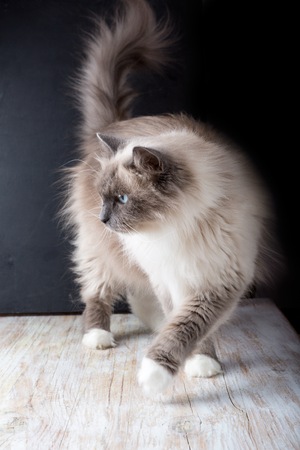 Beautiful Neva Masquerade cat portrait. Adult purebred siberian cat.の写真素材