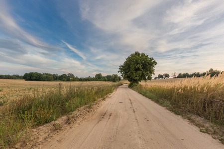 Country rural sandy road near fields. Autumnal landscape taken at good weather.の写真素材