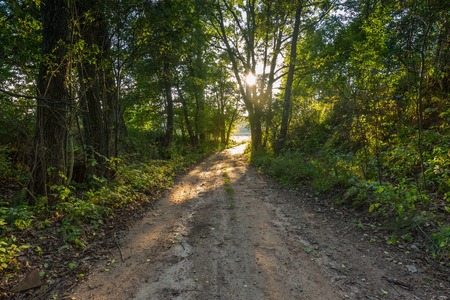 Beautiful alley of trees. Rural road with trees at sunny autumnal afternoon. Polish landscape