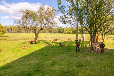 Herd of goats on pasture. Farm animal photographed on pasture in morning lightの写真素材