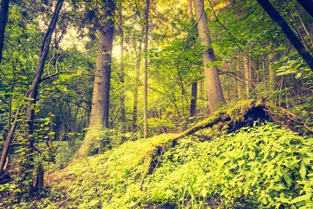 Vintage photo of autumnal colorful forest photographed at sunrise. Photo with vintage mood.