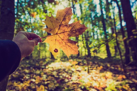 Man hand holding autumnal maple leaf on forest background. Nature close upの写真素材