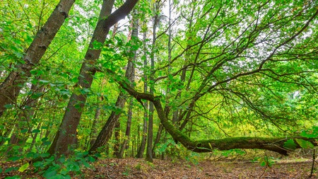 Autumnal forest landscape with many fallen leaves on ground. Beautiful polish forest at autumn.