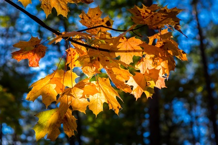 Close up of autumnal maple tree branches with clorful leaves. Beautiful nature background