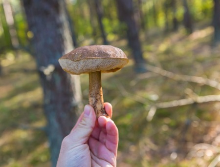 Man hand with edible forest mushroom. Hand holding mushroom on autumnal forest backgroundの写真素材