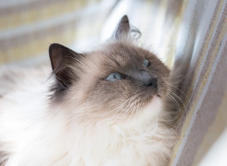 Beautiful Neva Masquerade cat portrait. Adult purebred siberian cat.の写真素材