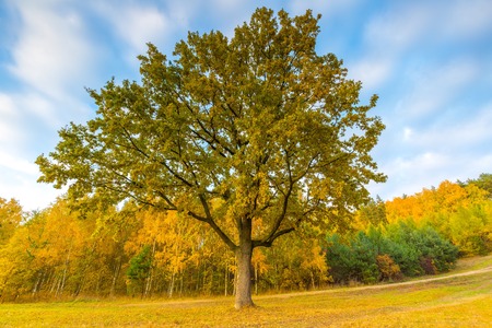 Beautiful autumnal landscape of lake and and colorful plants photographed at sunset. Amazing dreamy landscape.の写真素材