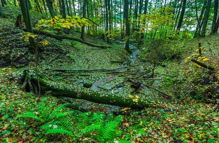 Beautiful wild autumnal forest with small stream or wild river and colorful fallen leaves. Polish forest in autumn. Dark forestの写真素材