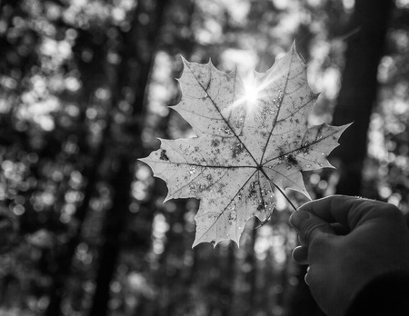 Man hand holding autumnal maple leaf on forest background. Nature close up