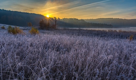 Autumnal cold morning on meadow with hoarfrost on plants and beautiful colors. Polish landscape photographed in late october.の写真素材
