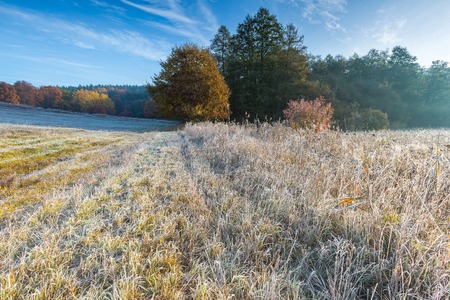 Autumnal cold morning on meadow with hoarfrost on plants and beautiful colors. Polish landscape photographed in late october.の写真素材