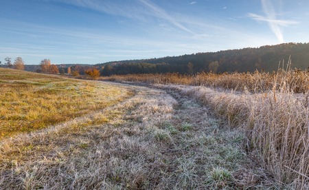 Autumnal cold morning on meadow with hoarfrost on plants and beautiful colors. Polish landscape photographed in late october.の写真素材