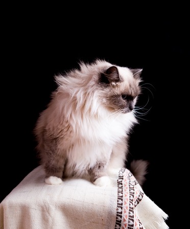 Beautiful Neva Masquerade cat portrait. Adult purebred siberian cat.の写真素材