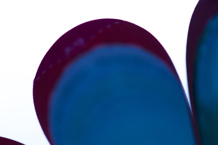 Colorful paper abstraction made with curved paper sheets and colorful lights.の写真素材