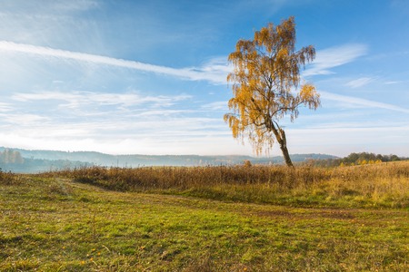 Beautiful autumnal landscape with grassland and trees. Tranquil autumnal day.の写真素材