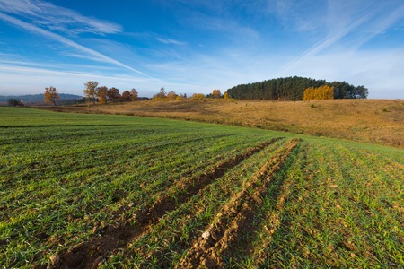 Green field at autumnal morning. Beautiful polish landscape photographed in october at cold morning.の写真素材