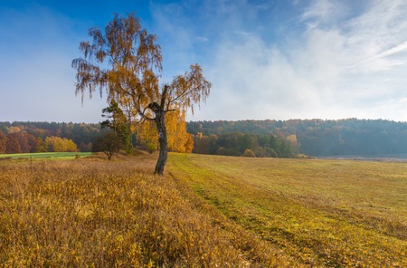 Beautiful autumnal landscape with grassland and trees. Tranquil autumnal day.の写真素材