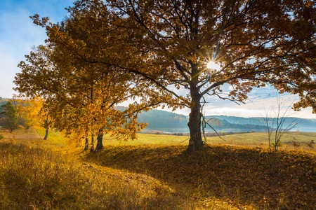 Beautiful autumnal landscape with grassland and trees. Tranquil autumnal day.の写真素材
