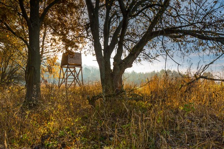 Autumnal forest and grassland with raised hide at sunny morning.の写真素材