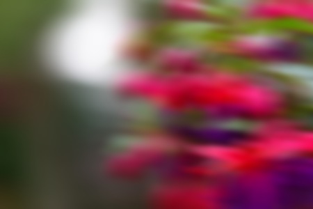 Background of out of focus flowers. Abstract colorful nature background.の写真素材