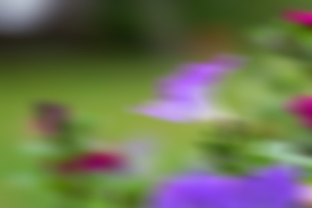 Background of out of focus flowers. Abstract colorful nature background.の写真素材