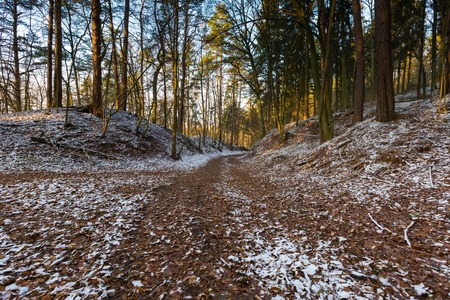 Landscape of late autumnal forest with first snow. Beautiful virgin forest with first snow in...