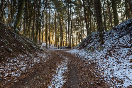 Landscape of late autumnal forest with first snow. Beautiful virgin forest with first snow in Poland.の写真素材