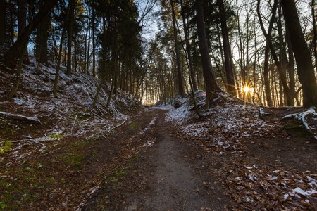 Landscape of late autumnal forest with first snow. Beautiful virgin forest with first snow in Poland.の写真素材