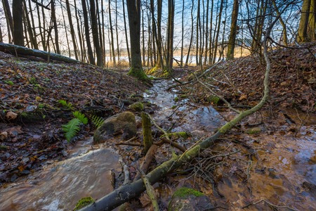 Landscape of late autumnal forest with first snow and small river. Beautiful virgin forest with...