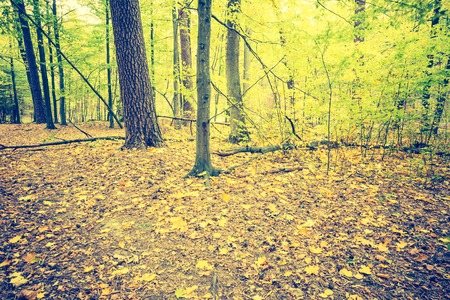 Vintage photo of autumnal forest landscape with many fallen leaves on ground. Beautiful polish forest at autumn.の写真素材