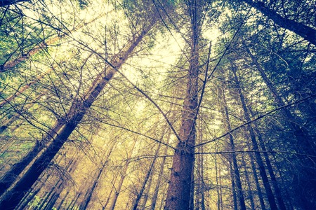Vintage photo of autumnal forest landscape with many fallen leaves on ground. Beautiful polish forest at autumn.の写真素材