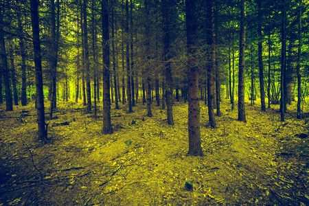 Vintage photo of autumnal forest landscape with many fallen leaves on ground. Beautiful polish forest at autumn.の写真素材