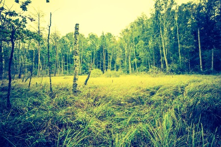 Vintage photo of autumnal forest landscape with many fallen leaves on ground. Beautiful polish forest at autumn.の写真素材
