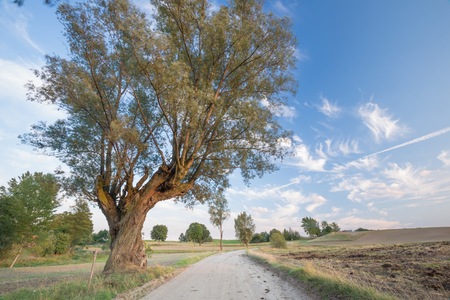 Country rural sandy road near fields. Autumnal landscape taken at good weather.の写真素材