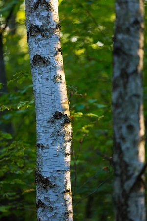 Birch tree detail. Natural background