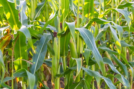 Close up of corn field at summer.
