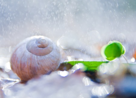Empty snail shell lies in grass at springtime