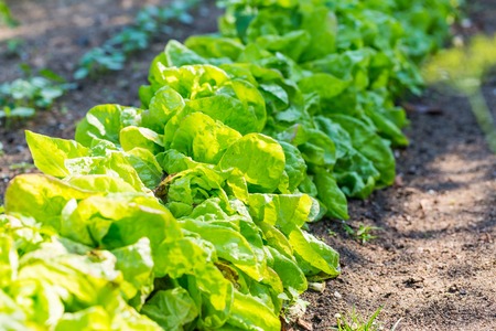 Young lettuce leaves growing in garden. Summer time in gardenの写真素材