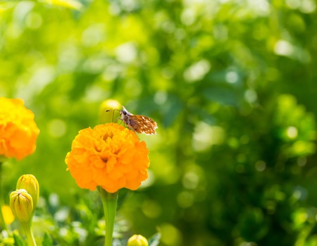 Marigold flowers growing in garden.の写真素材