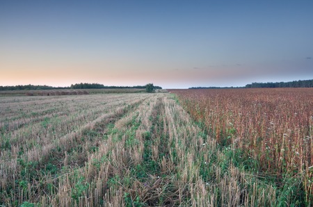 Field landscape, stubble field on polish countryside