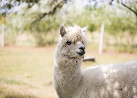 Alpaca on farm. Animal portraitの写真素材