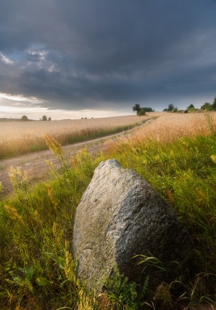 Corn field landscape, polish field at summerの写真素材
