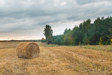 Stubble field landscape. Polish after harvest landscapeの写真素材
