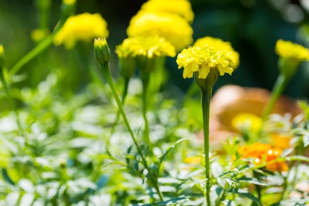 Marigold flowers growing in garden.の写真素材